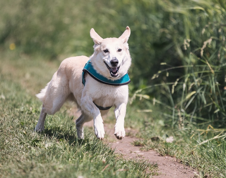 Ensuring Your Pets Looks Its Best