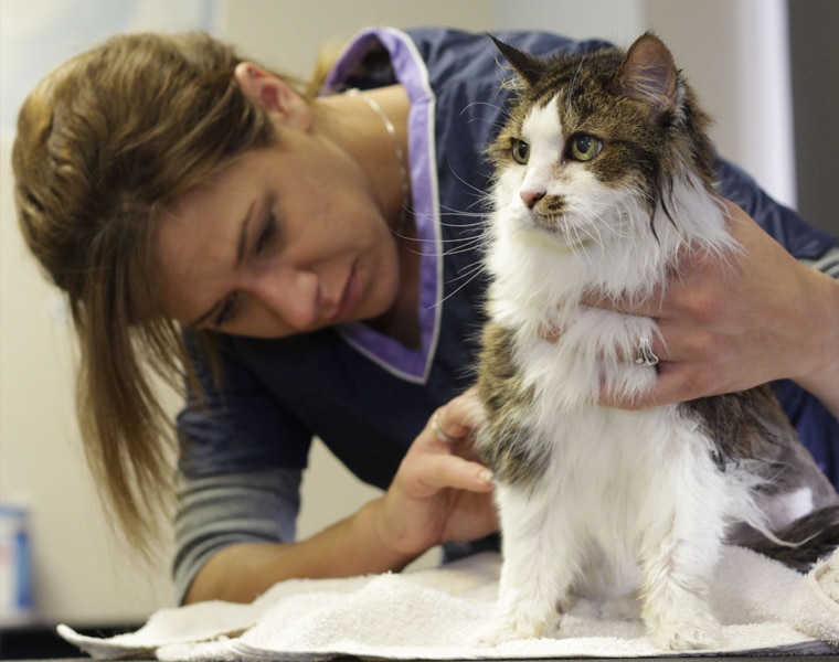 Ensuring Your Pets Looks Its Best