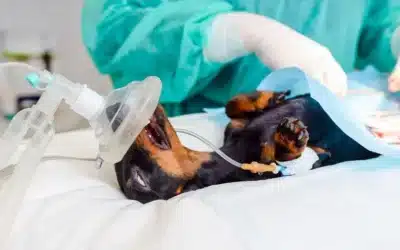 blog 8 Mass and Tumor Removal Surgery