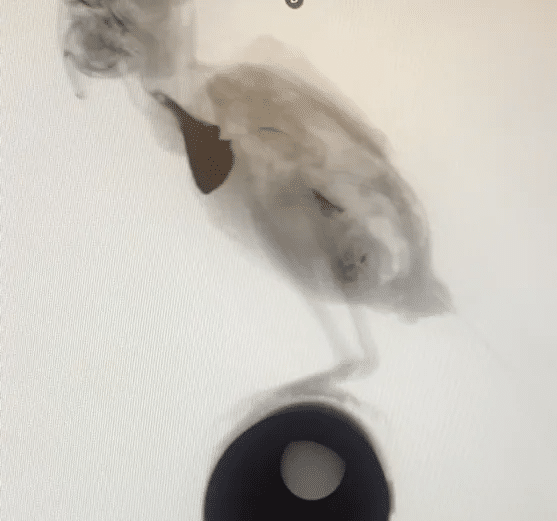 Fluoroscopy For Pets