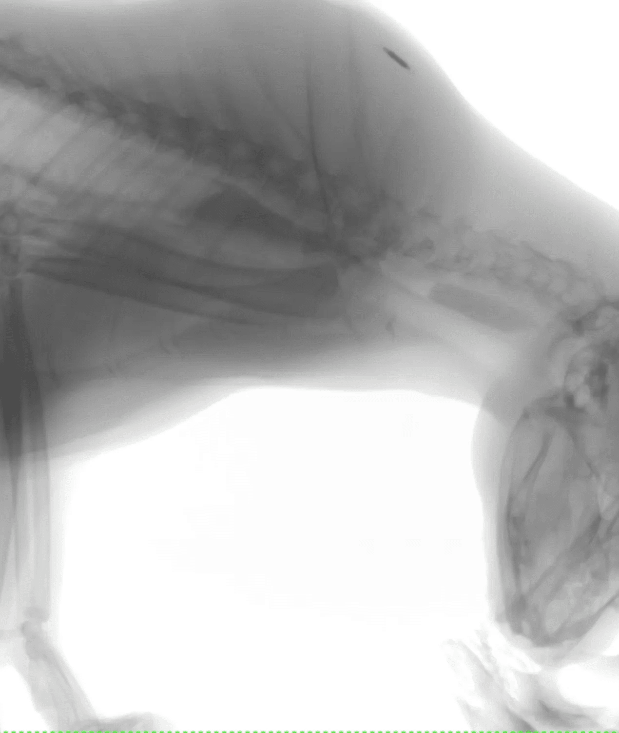Fluoroscopy For Pets