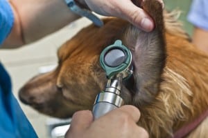 Video Otoscope & Deep Ear Cleaning