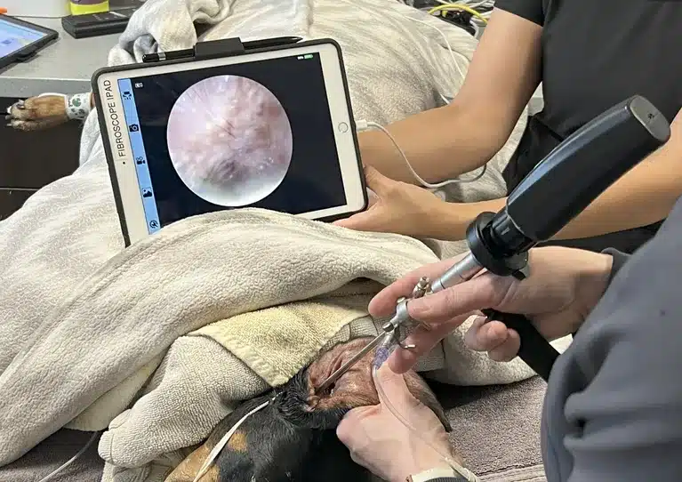 Video Otoscope & Deep Ear Cleaning