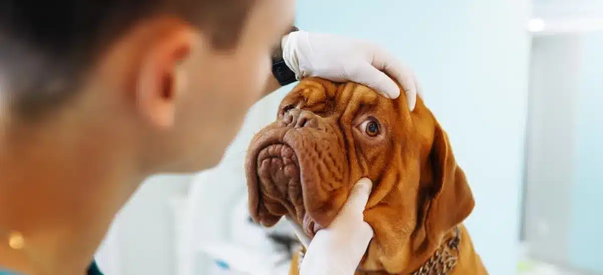pet-wellness-exam-checkup-1920w What to Expect