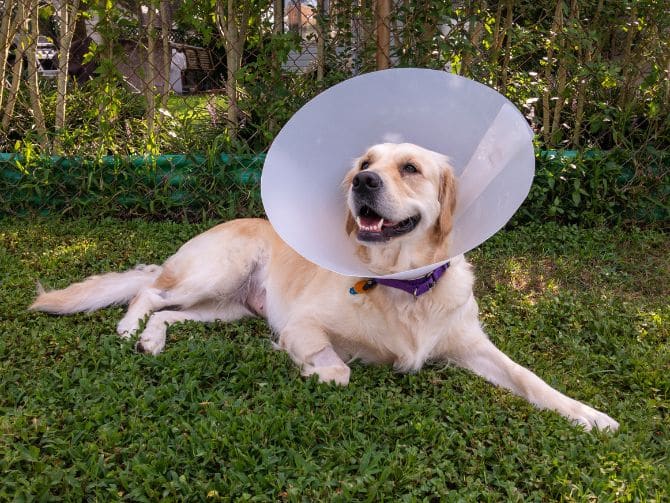Spaying & Neutering