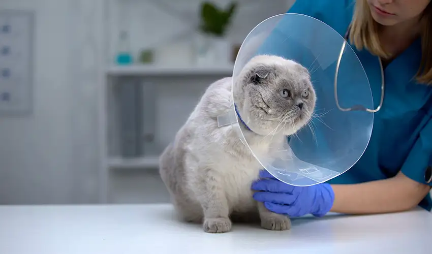 Spaying & Neutering