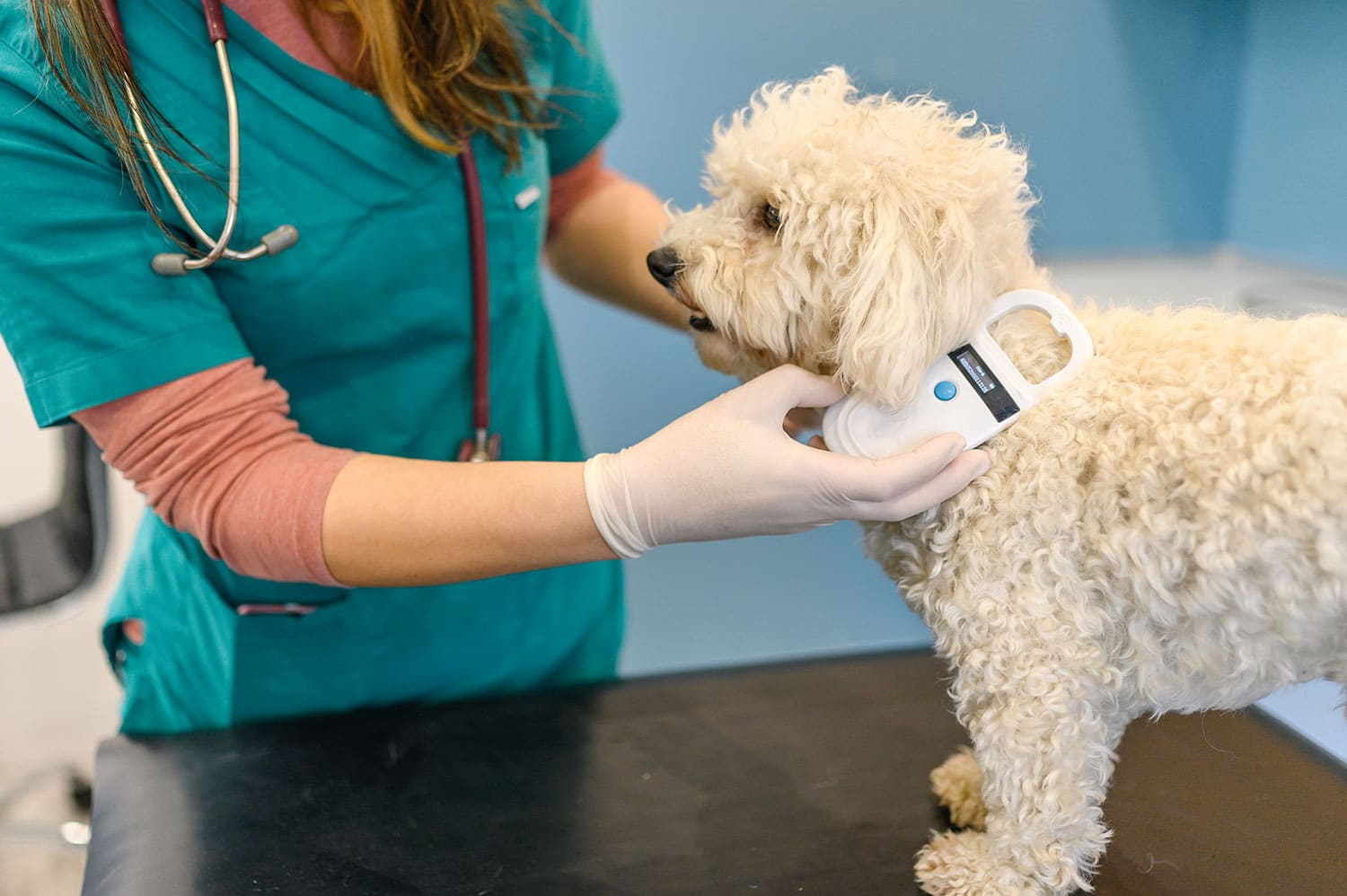 Microchipping