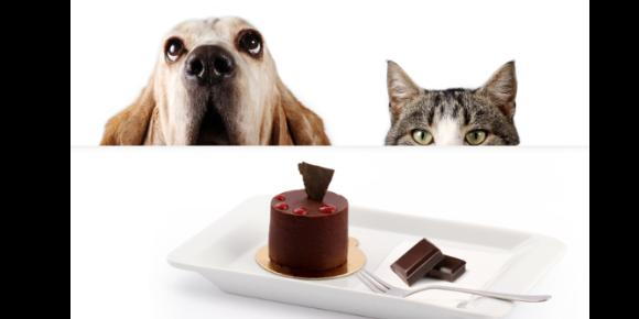 Valentine’s Day & Chocolate: Why Sweet Treats Can Spell Trouble for Pets