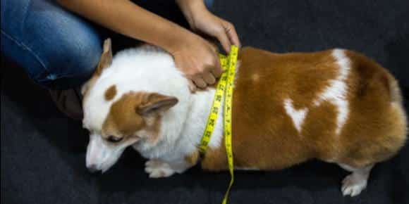 Canine Weight Loss: Helping Your Dog Live Longer, Healthier, and Happier