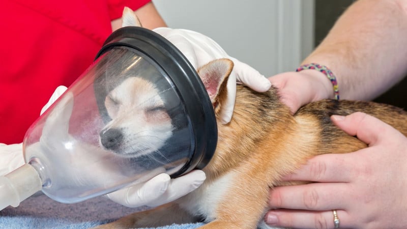 Advanced Anesthesia Care