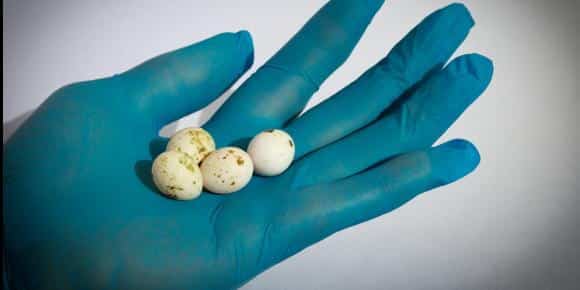 Egg Binding in Birds: Prevention and Tips to Manage Egg Laying